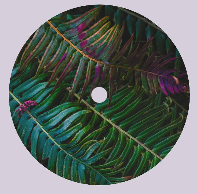 fern record